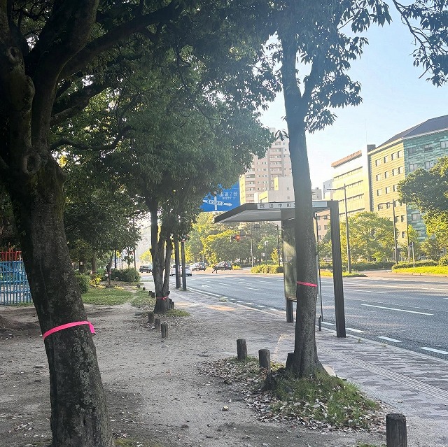 平和大通り樹木